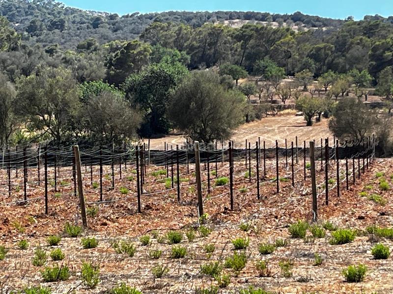 Foto 69870c4d-f644-4179-a4df-4d2cd72620e3. Finca rústica a S´Horta - Cas Concos des Cavaller - Es Carritxó Felanitx