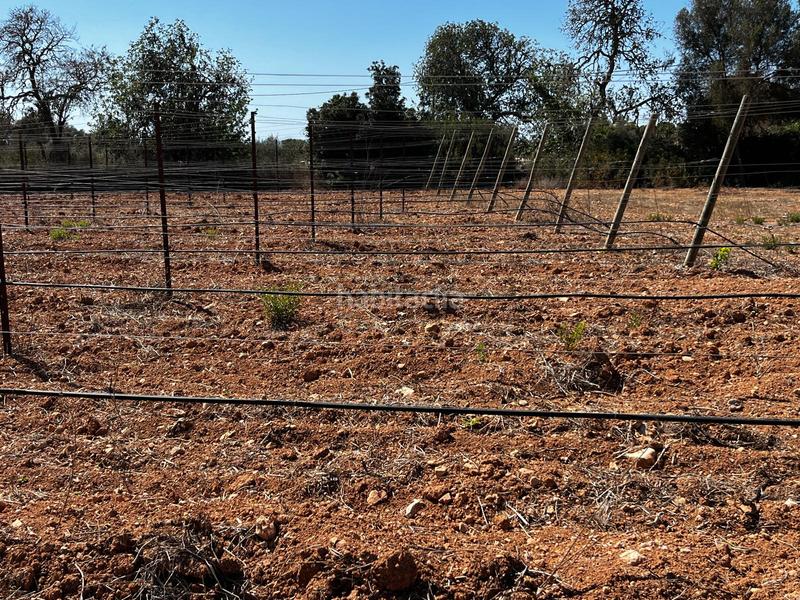 Foto 6c1ee0ef-566d-4a50-a821-6bc1e35c86e1. Finca rústica a S´Horta - Cas Concos des Cavaller - Es Carritxó Felanitx