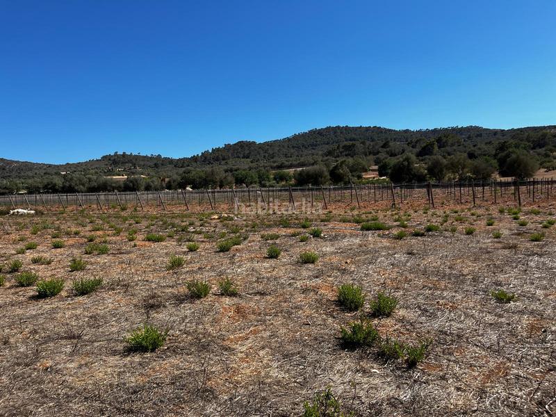 Foto ab8b79d7-38c6-414f-b10b-626bbe912cf9. Finca rústica a S´Horta - Cas Concos des Cavaller - Es Carritxó Felanitx