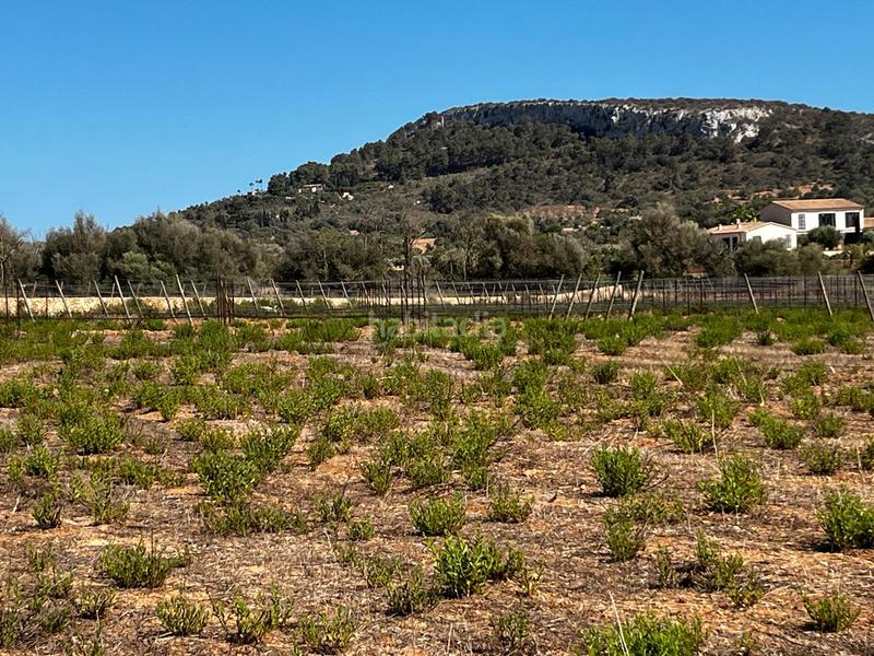Foto af0bb6a3-0f7d-4d27-89aa-be7ebae04cdf. Finca rústica a S´Horta - Cas Concos des Cavaller - Es Carritxó Felanitx