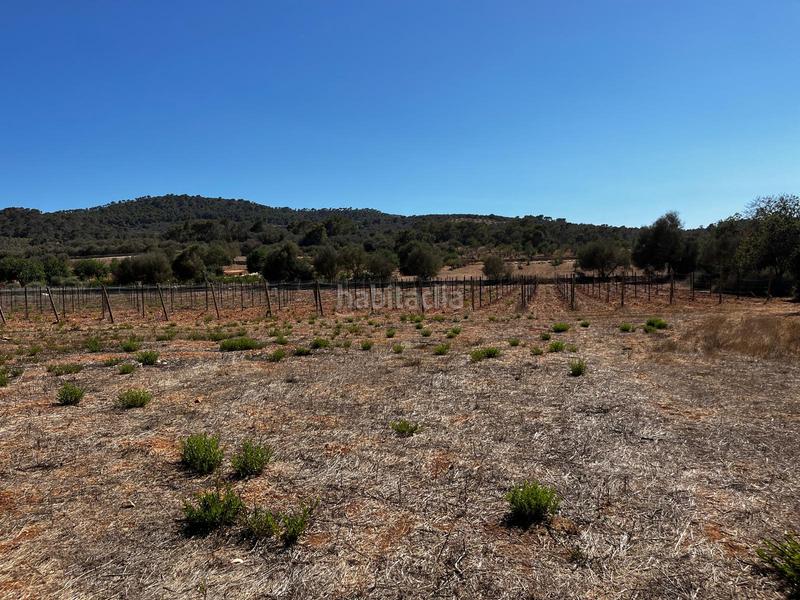 Foto ba7b8e93-5310-4efa-8206-245e4c08683a. Finca rústica a S´Horta - Cas Concos des Cavaller - Es Carritxó Felanitx