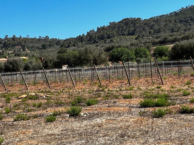 Foto cab14588-2a61-4d9e-8d9c-8d01733cd749. Finca rústica a S´Horta - Cas Concos des Cavaller - Es Carritxó Felanitx
