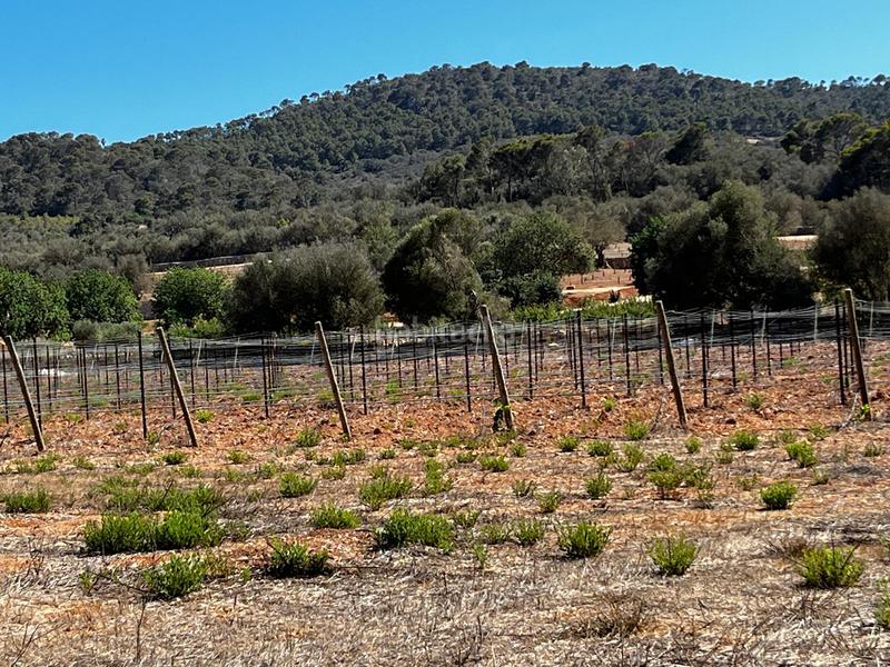 Foto d06d188e-3564-4841-ae18-d3d9e97936ba. Finca rústica a S´Horta - Cas Concos des Cavaller - Es Carritxó Felanitx