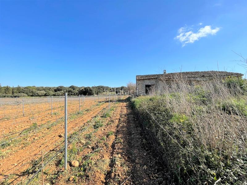 Foto d6e36256-6e11-4b85-99b6-b79f5348c87c. Finca rústica a Costitx