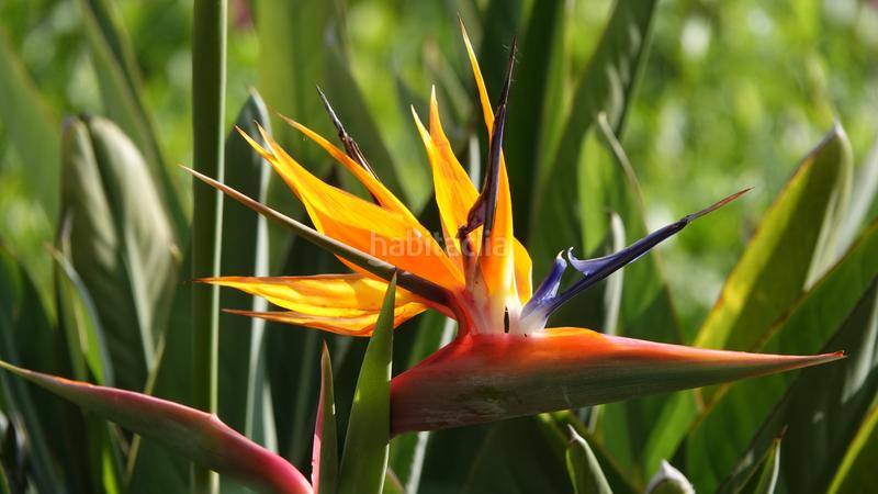 Foto 663e2da5-dd1f-4cd6-a04b-4b731b50af47. Chalet exclusiva villa de lujo con vistas al mar en una ubicación privilegiada en el campo de golf de pollensa en Pollença