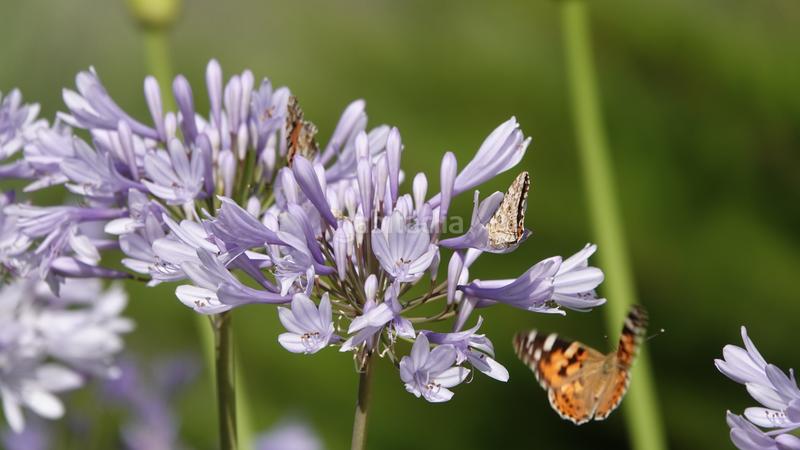Foto b75ed5bd-ab88-42cf-a63c-3e7919579654. Chalet exclusiva villa de lujo con vistas al mar en una ubicación privilegiada en el campo de golf de pollensa en Pollença