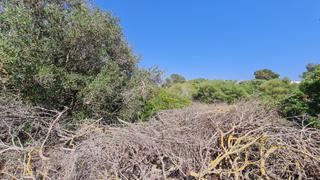 Finca rústica a S´Estanyol. Terreno urbano en el centro de son bieló  oportunidad única a 20