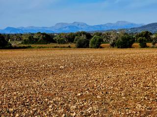 Finca rústica a Manacor Centre. Dos parcelas edificables contiguas en ubicación idílica  mallorc