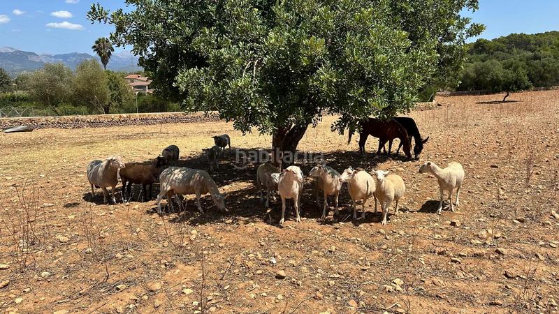 Foto 13d4552e-f0aa-424d-900c-f11dc0577f89. Miete bauernhof in Pòrtol Marratxí