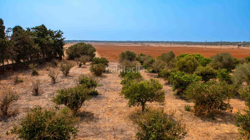 Foto becc55bd-dd73-42f6-83b7-e9c396b197f6. Masia amb piscina a Es Llombards Santanyí