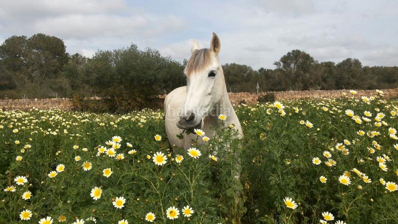 Foto 4026278a-c637-43a3-9c66-a764d40c263b. Affitto casale con piscina in Campos