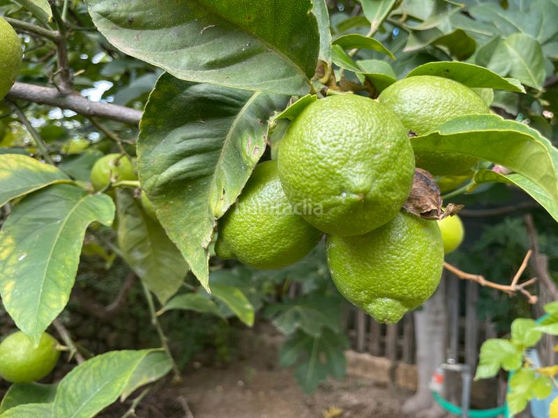 Foto 29163fa4-35f5-4979-86b1-99119b875a14. Lloguer casa aparellada a Búger