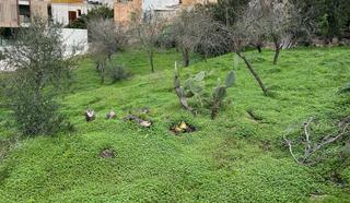 Finca rústica en Los Almendros-Son Rapinya. Solares en venta en son rapinya