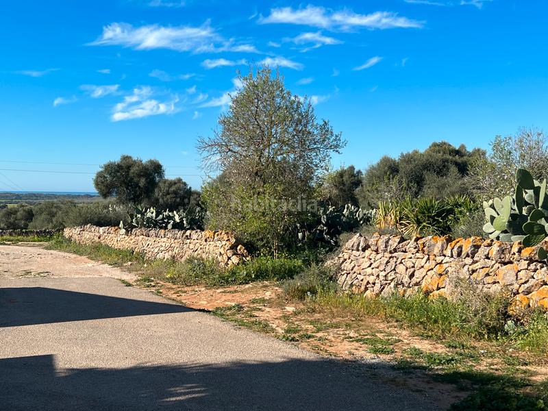 Foto 83df40ee-968e-46b7-8761-b96453d688df. Finca rústica a Ses Salines poble Ses Salines