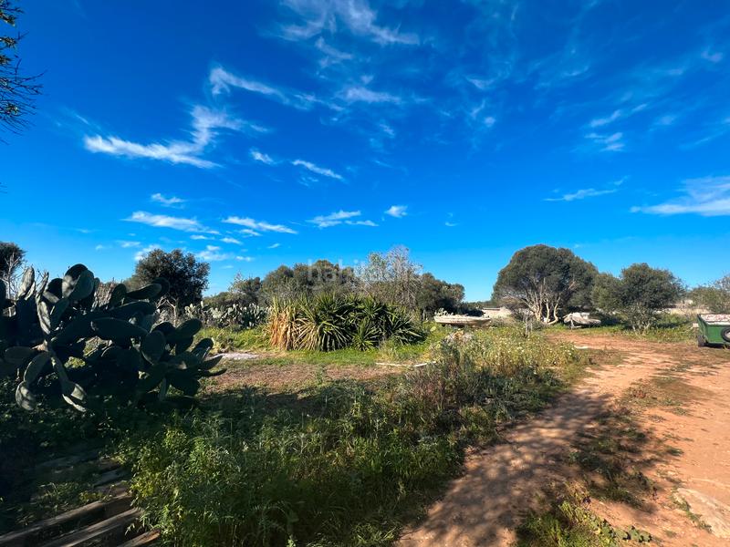 Foto ec53ea27-4ce2-4adf-9f41-497194484b7c. Finca rústica a Ses Salines poble Ses Salines