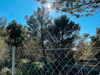 Rural plot in Valldemosa. Solar sin licencia en george sand, valldemossa.