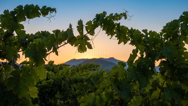 Foto 07b2481c-6e69-4840-bbc2-31ce7f23714b. Masía exclusiva casa de campo de nueva construcción con viñedo propio y piscina en Alcúdia