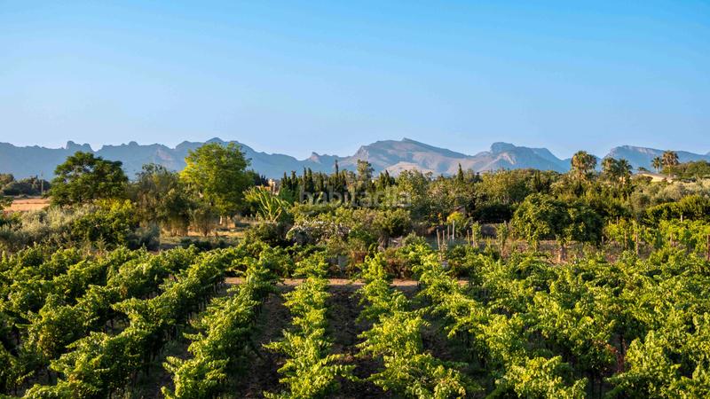 Foto 922f2d14-b7b3-4553-a509-af28fb29e978. Masía exclusiva casa de campo de nueva construcción con viñedo propio y piscina en Alcúdia