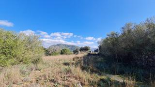 Finca rústica a Sa Pobla. Gran finca rural en crestatx cerca de pollensa