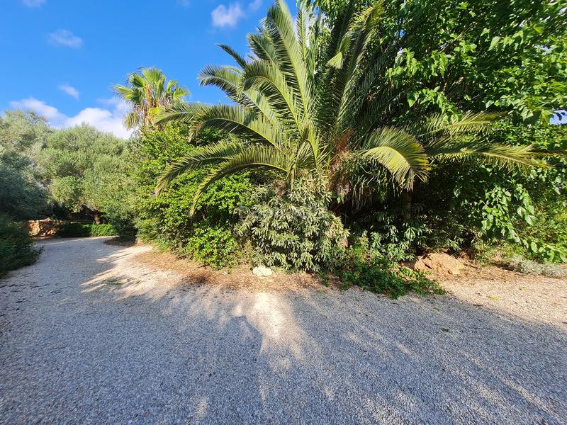 Foto 363a88d7-9b1e-4c4b-928e-606cb9c75996. Affitto casale con piscina in Llucmajor interior Llucmajor