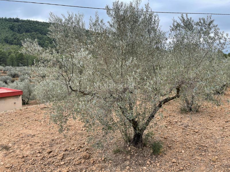 Foto 035d4bf9-5cd4-494f-9dd4-4ff201c59819. Finca rústica a Alcora (l´)