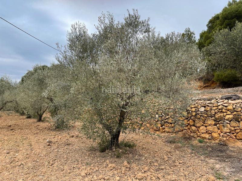 Foto 85cf5513-e42d-4c3a-b71b-f1b972f775f4. Finca rústica a Alcora (l´)