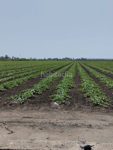 Foto c497a4cf-e2ec-4902-a2b2-a67e62434c53. Finca rústica a Almenara