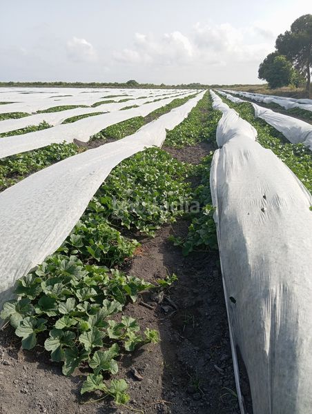 Foto d1fa8601-836c-4986-8e3f-05561e44e6aa. Finca rústica a Almenara
