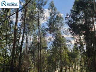 Finca rústica  Poligono ambrosero. Ref.004041 terreno rústico de  22.000 m2 plantado a eucalipto en