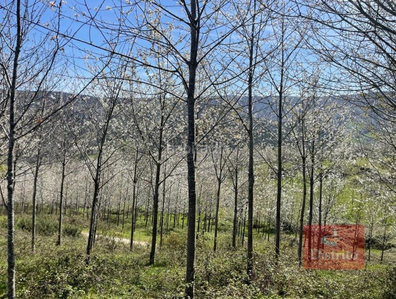 Foto 7bec3b9c-a450-48b3-83d0-c16ae3cb74bd. Finca rústica a Valdáliga
