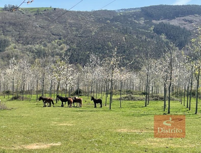 Foto a862c471-ea25-4540-b7f8-b0dbe84a51da. Finca rústica a Valdáliga