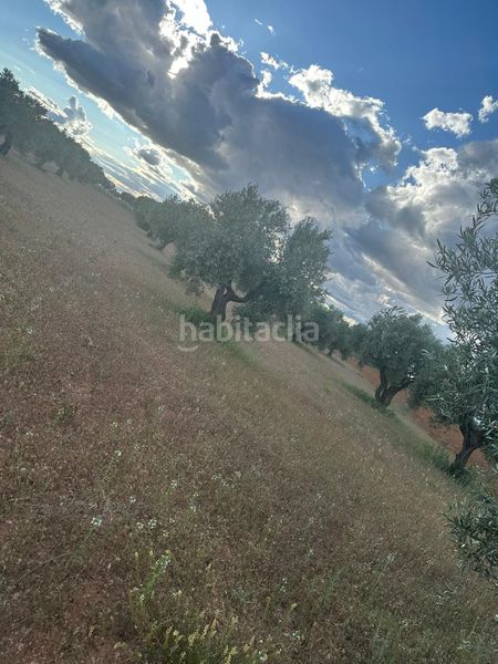 Foto b93c85f7-88f6-41a9-822c-85a43ed19ea1. Finca rústica a Morata de Tajuña