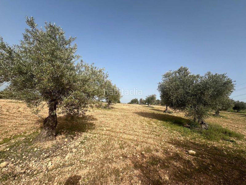 Foto d3f08bf5-37f6-4b7e-ae9d-9c40e767ce63. Finca rústica a Morata de Tajuña