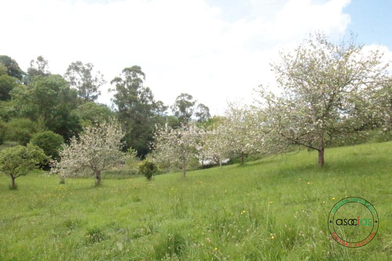 Foto 5068d3fc-c6d4-42c7-bd8f-902fd25c8862. Maison dans llanín llanos dans Parroquias Norte Siero