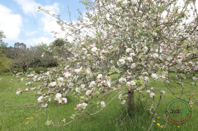 Foto 86fd8f86-109b-4900-8b5b-61b056dfe823. Maison dans llanín llanos dans Parroquias Norte Siero