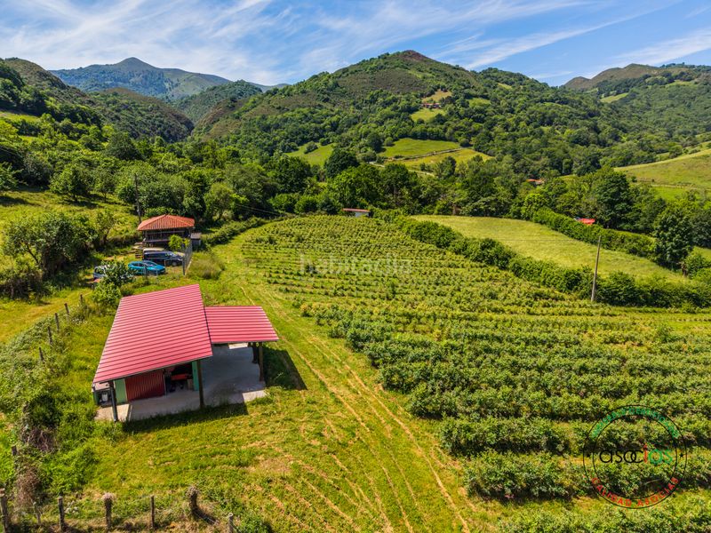 Foto 0aa2abd3-aec9-475a-95d1-1eda6b2fa235. Finca rústica a coalla a Grado