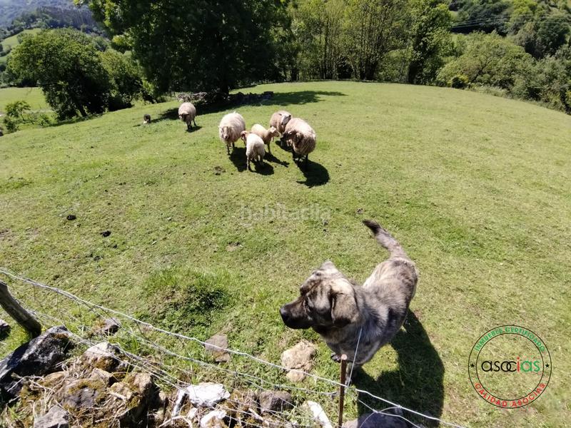 Foto d6d3ee71-e234-4d59-895f-24249290e941. Terreno residenziale in sograndio - lg sograndio bajo in Oviedo