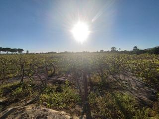 Propriété à La Algoda - Matola - Llano de San José. Parcela perfectamente ubicada