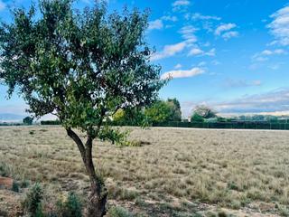 Finca rústica a Las Tiesas. Una gran parcela rútica a un paso de villena