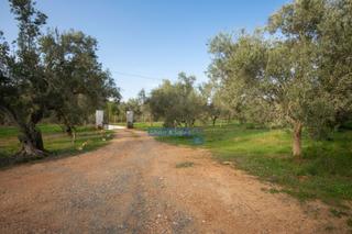 Xalet a Algímia de Alfara. Casa de campo en finca agrícolaequina