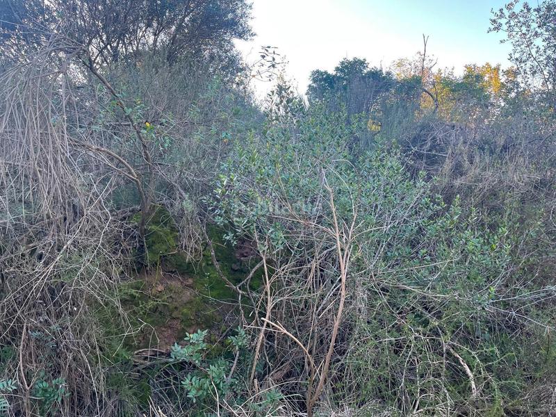 Foto 4894383e-9773-4a53-bd12-40372a7c30d5. Finca rústica p.p.r. 2 en Nucli Urbà Esparreguera