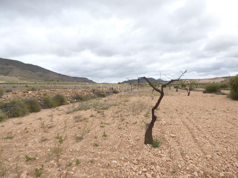 Foto 316a1f86-f00f-4955-ae43-c1681975ba8c. Finca rústica a Jumilla