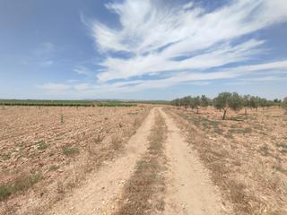 Rural plot in Membrilla. Membrilla