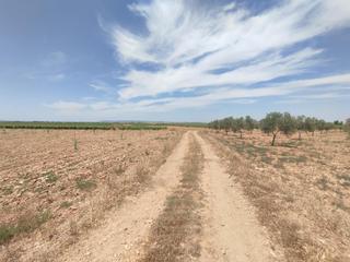 Rural plot in Membrilla. Camino pozo de los carneros polígono 25 parcela 153