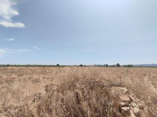Rural plot in Membrilla. Camino pozo de los carneros. membrilla