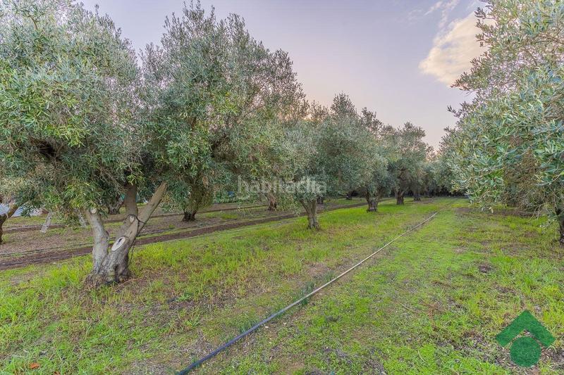 Foto 72ff5eaa-e172-443e-a1d9-c0d8aebc8370. Chalet con riscaldamento parcheggio piscina in Centro Puerto Real