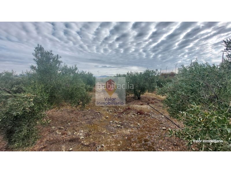 Foto 1271cce5-3436-4538-b567-aa809b5bc0d7. Casa a Cañadas de San Pedro Murcia