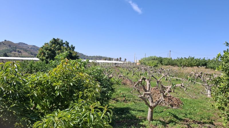 Foto 010585ca-c886-4065-ac35-0c0894a6b098. Finca rústica a Torrenueva Motril