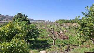 Finca rústica  Agregado torrenueva. Finca a la venta en torrenueva costa