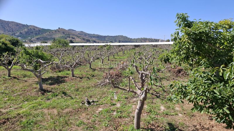 Foto 64b655fd-a4ba-4743-9fd2-41dc92d34186. Finca rústica a Torrenueva Motril